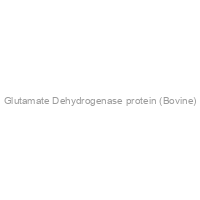 Glutamate Dehydrogenase protein (Bovine)